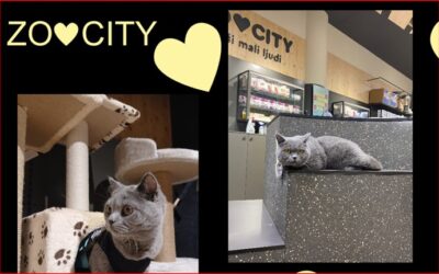 Posjet djelatnika ZOOCITY-ja učenicima 4-3 razreda